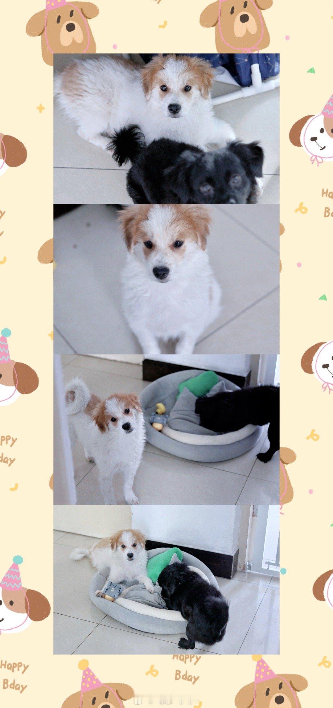 🐶 ​​​