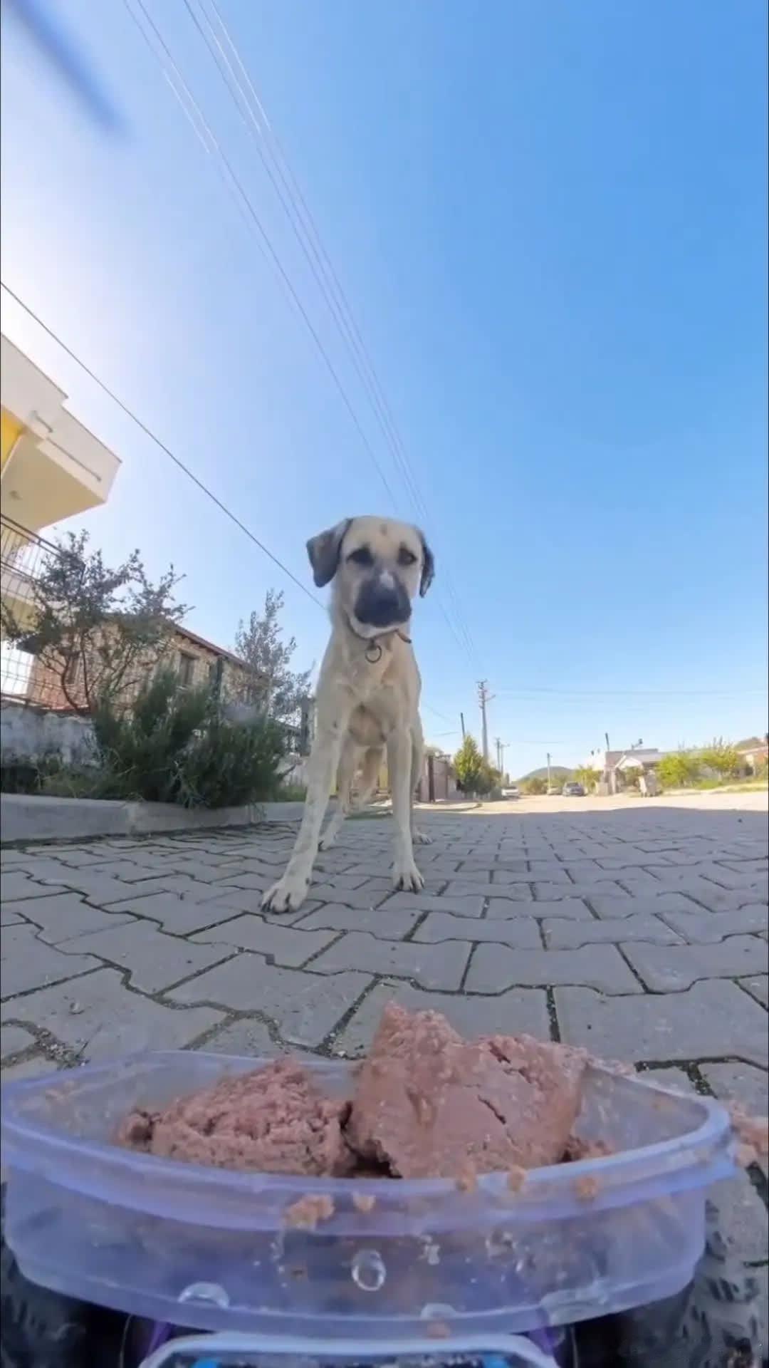 狗：谁！外卖啊😦萌宠宠物