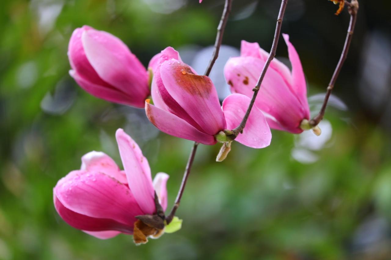 春风一吹，烦恼就散了。
花开得温柔，阳光也刚好，
不必追赶，不必慌张，
静静站在