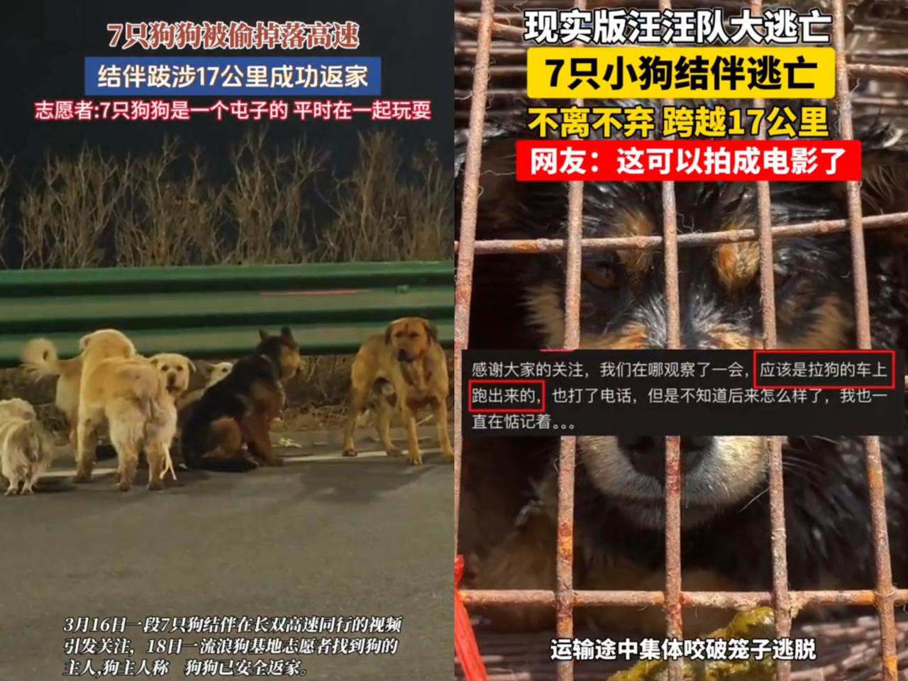 长春那七只狗顺利回家的后续，
太让人感慨啦！
七只不同品种的狗狗，来自

三个家