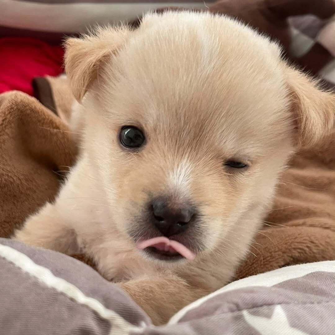 吾之犬萌萌乎 ​​​