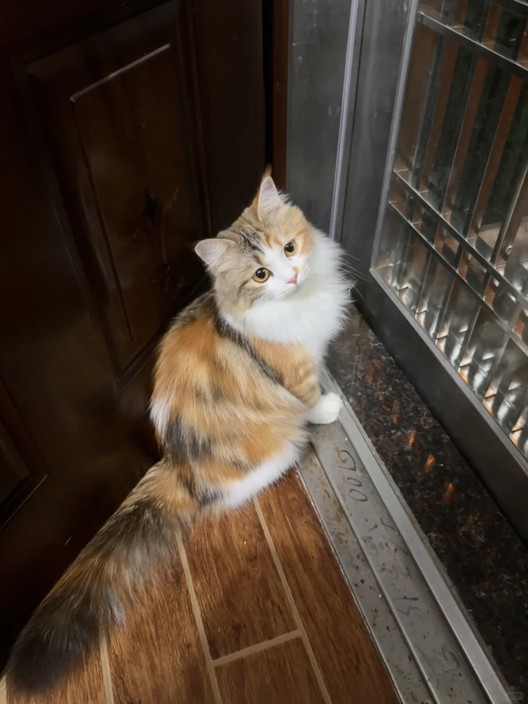 第一次在小猫脸上看到委屈的表情