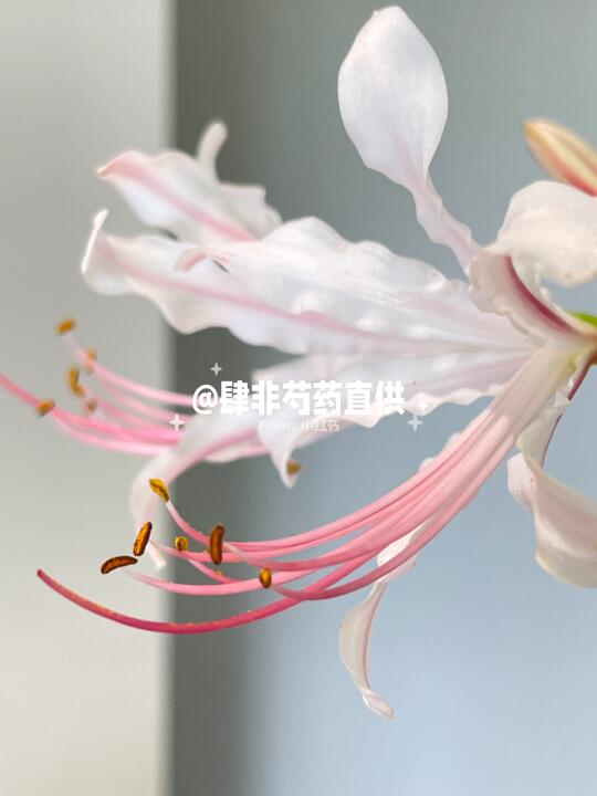 一些白玫瑰石蒜美丽的证据 石蒜鲜切花