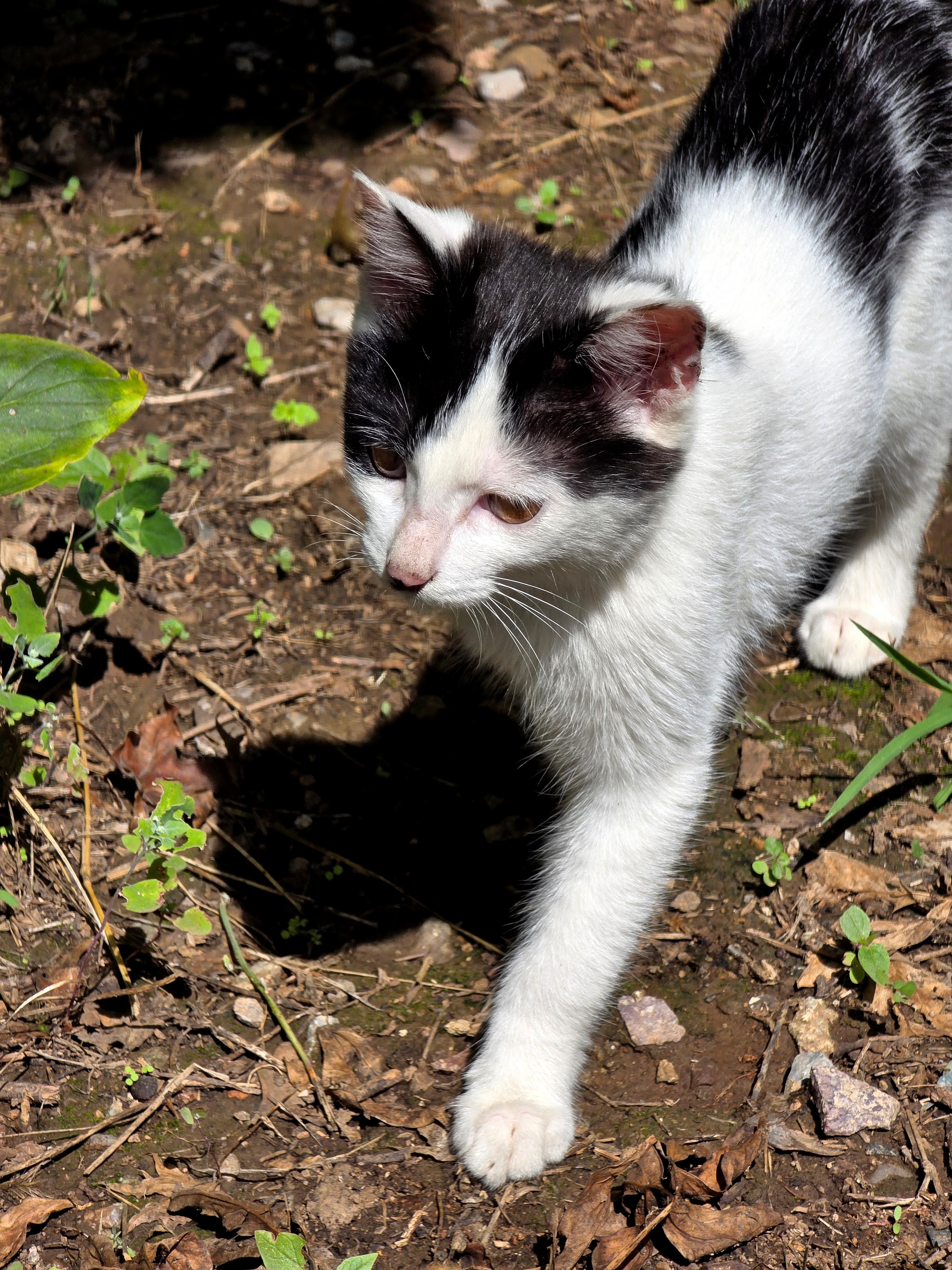 小野猫 ​​​