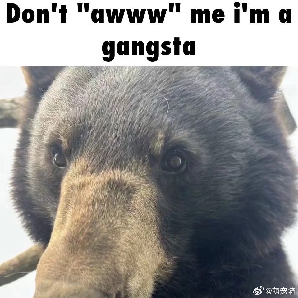 我的天哪这群熊真是太萌…… 