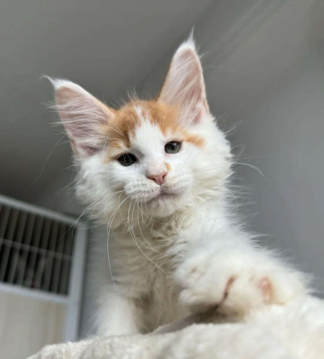 缅因｜红虎加白缅因弟弟