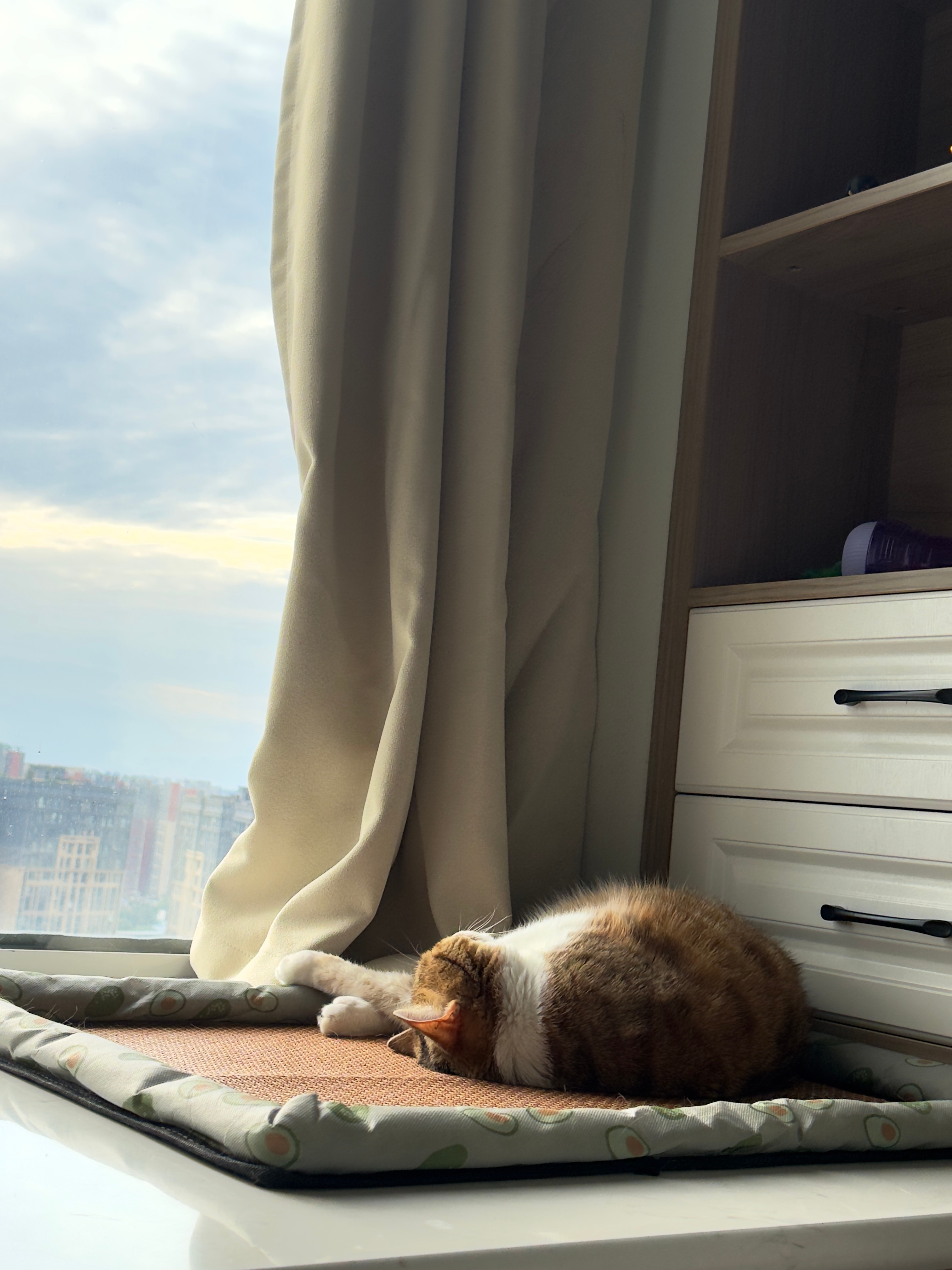 你尽管没礼貌吧！小圆只会躺在猫猫凉席上发出呼噜声。 