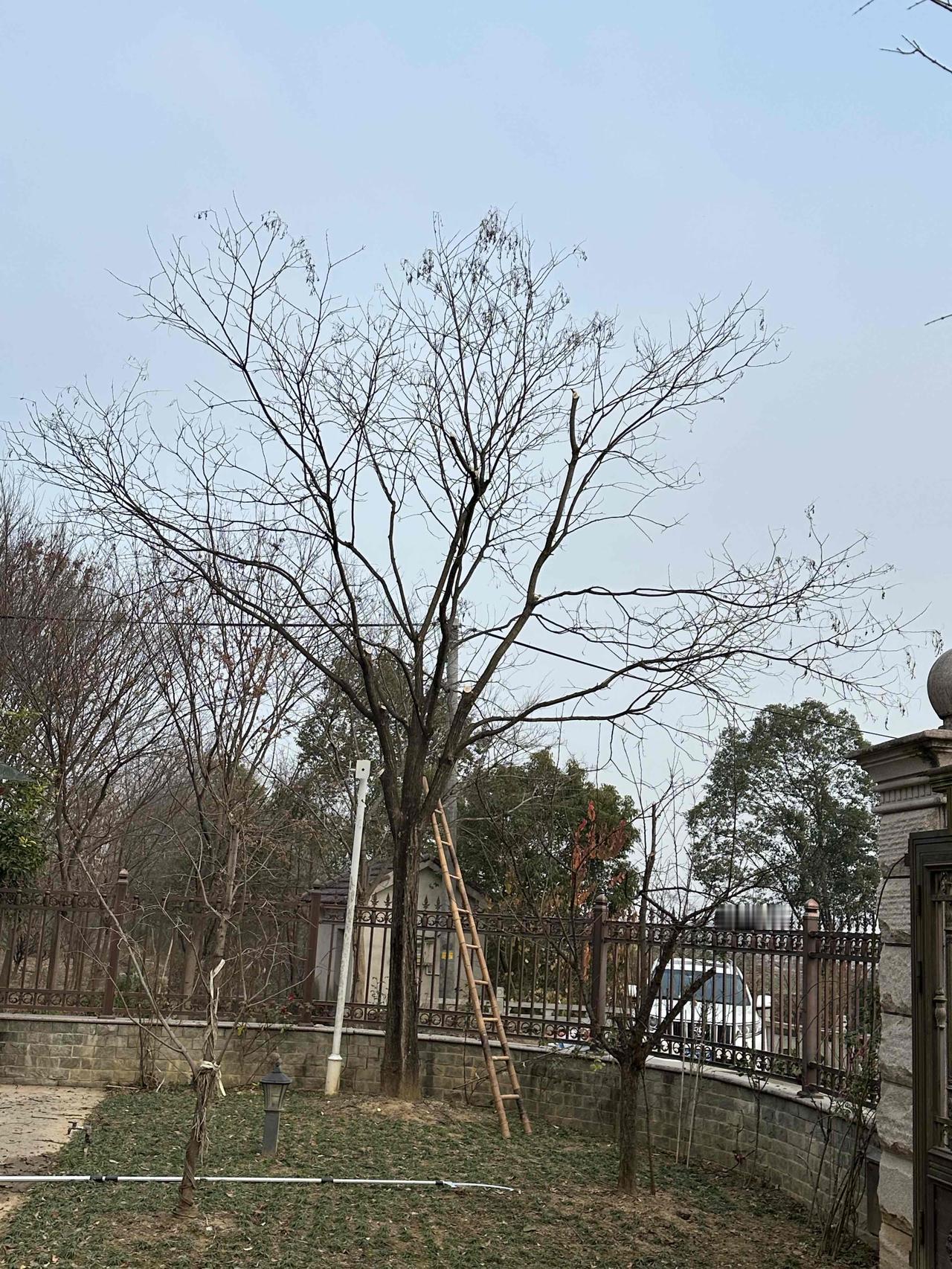 今天1月17号，周六，天气睛好，早早回到乡下老家，想着给自己家院子里的两棵大树修