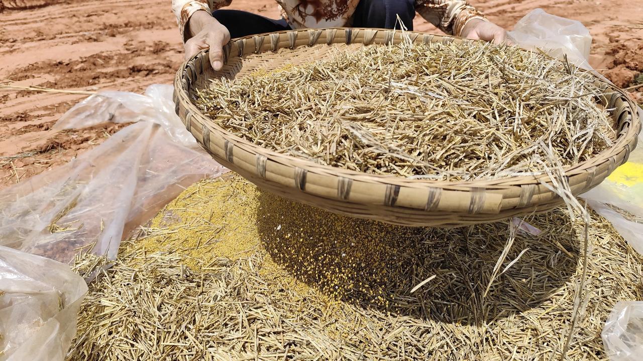 晒图笔记大赛春天也是收获的季节。这是刚刚采收的油菜。收获的过程可能比较繁琐一些！