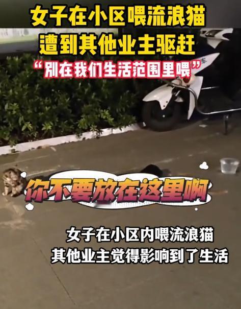 “吵翻天了！”江苏，一女子在小区投喂流浪猫时，竟遭到其他业主无情驱赶！等女子上前