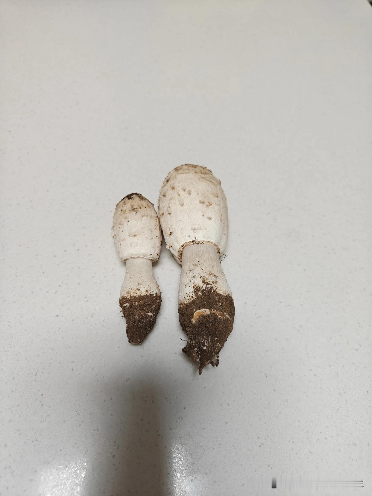 在公园里捡了两个大白了蘑菇，这种蘑菇我认识，叫鸡腿蘑，小的时候吃过，记忆中口感很