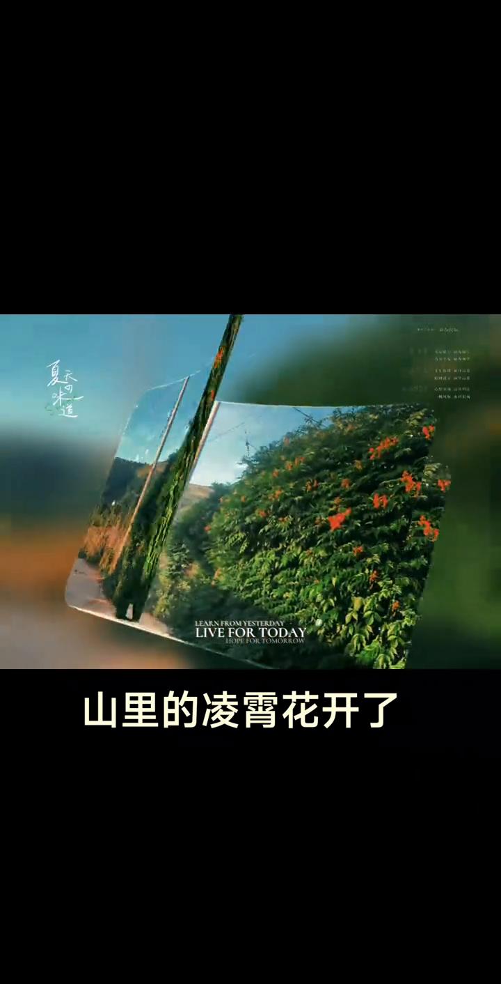 山里的凌霄花开了。