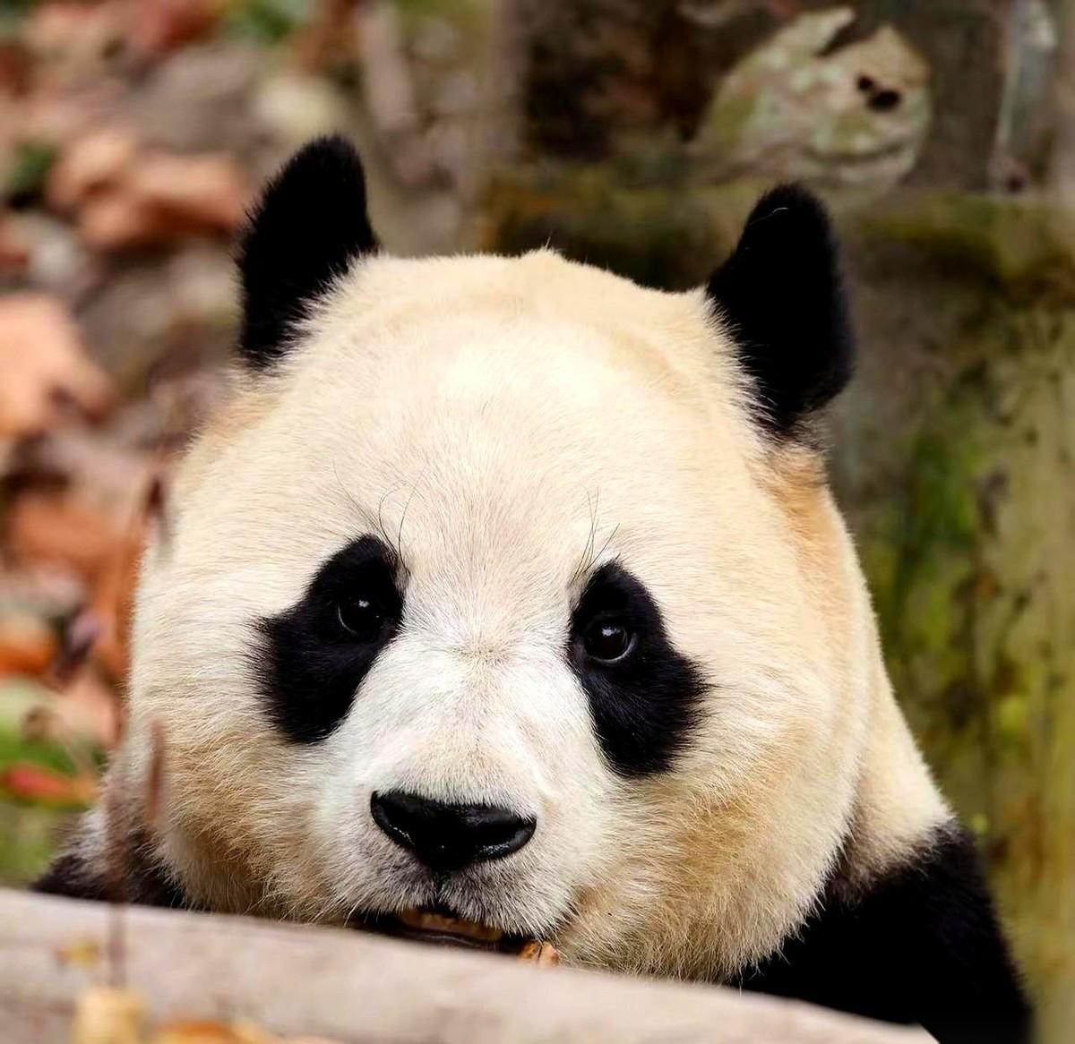 前两天听见福宝在里头嗷嗷叫，好多人都揪着心吧？
结果今天听现场的姐妹说了，好家伙