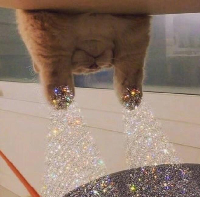 猫咪:许愿