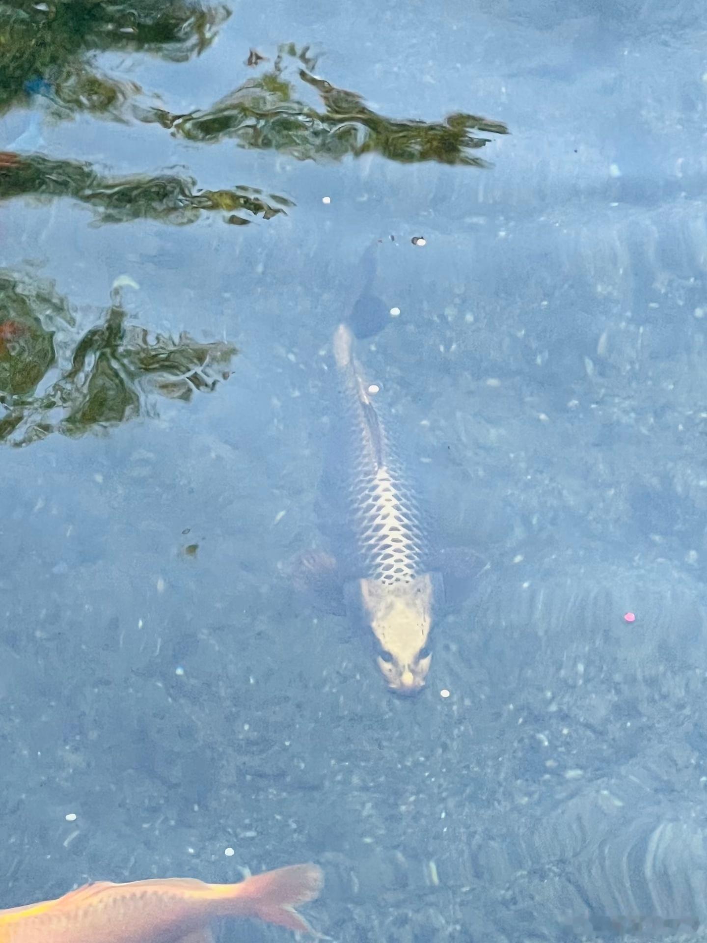 这🐟长的有点渗人