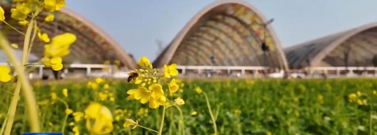 在四川天府农博园，千亩油菜花迎来盛花期，明黄花海与穹顶建筑相映成趣。游客们围坐花