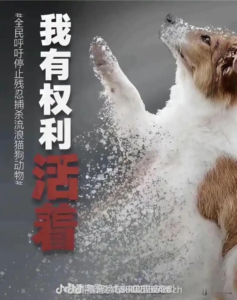 当以不文明养狗为借口
对狗实施疯狂的，血腥的
残害与虐待
这就是文明吗？
如果血