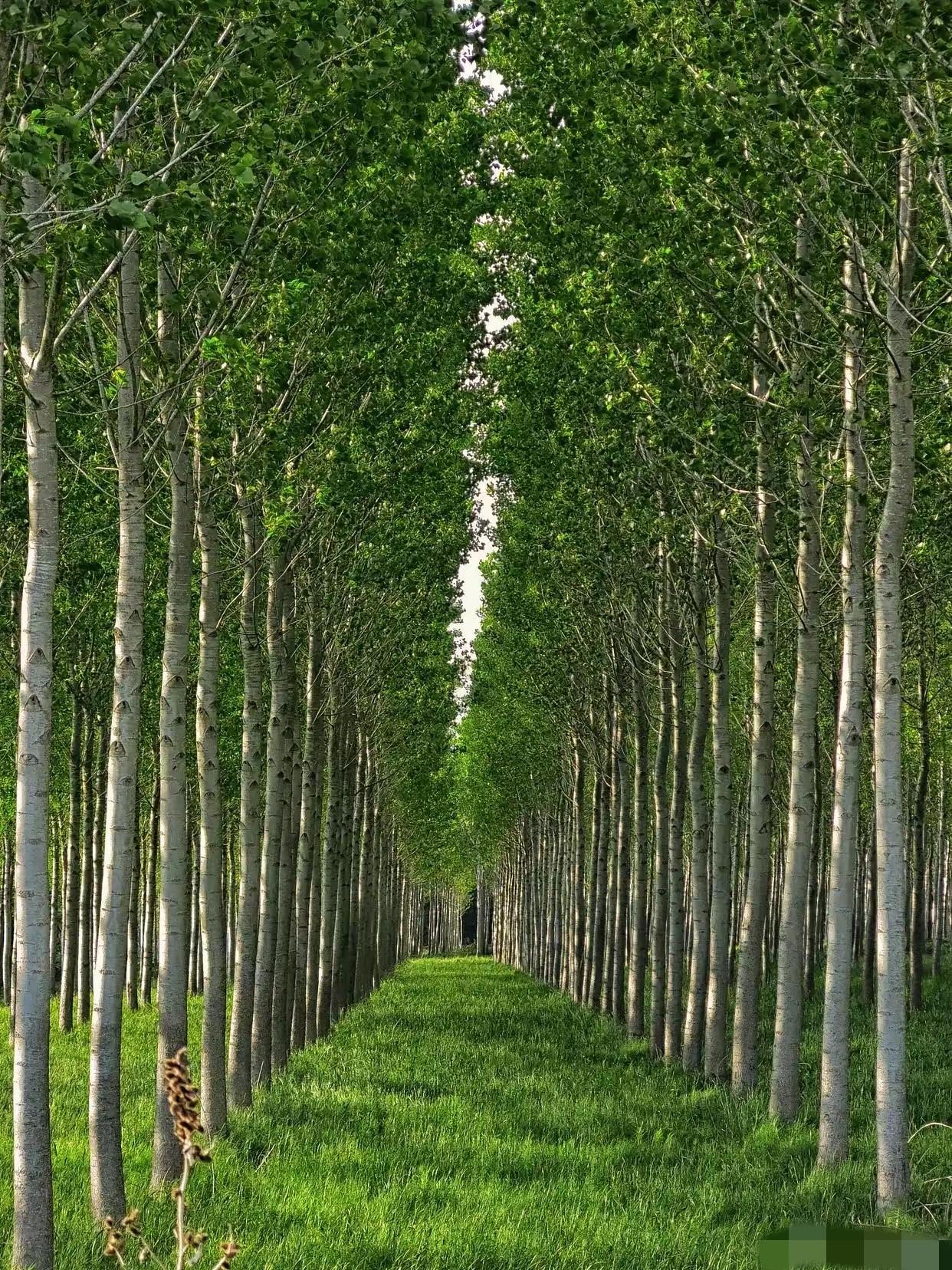 黑龙江齐齐哈尔市，72岁农妇，在23年前，种了360亩杨树，有数万棵，投资了10