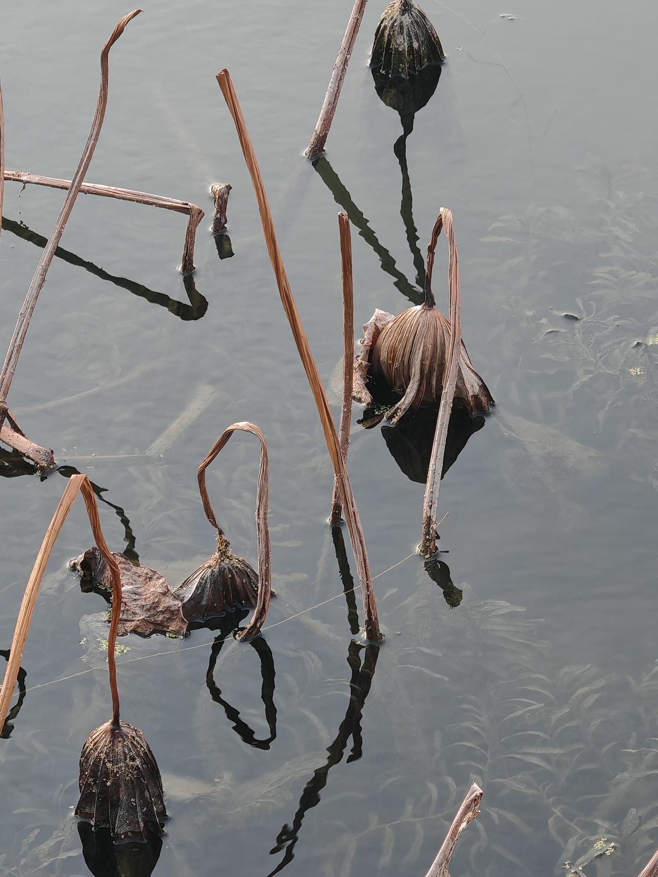 静谧湖面，枯萎的芦苇随风摇曳，仿佛诉说着岁月的静好。