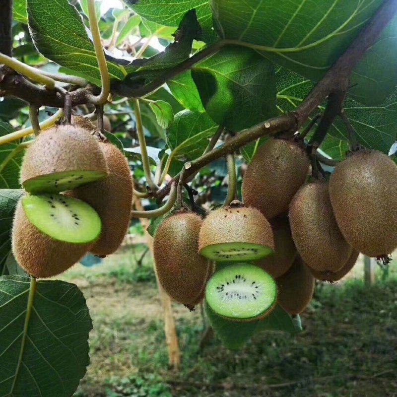 🥝陕西周至翠香猕猴桃：秦岭雪水灌出的“蜜甜翡翠”，一口爆汁甜到心尖🥝🔥开头