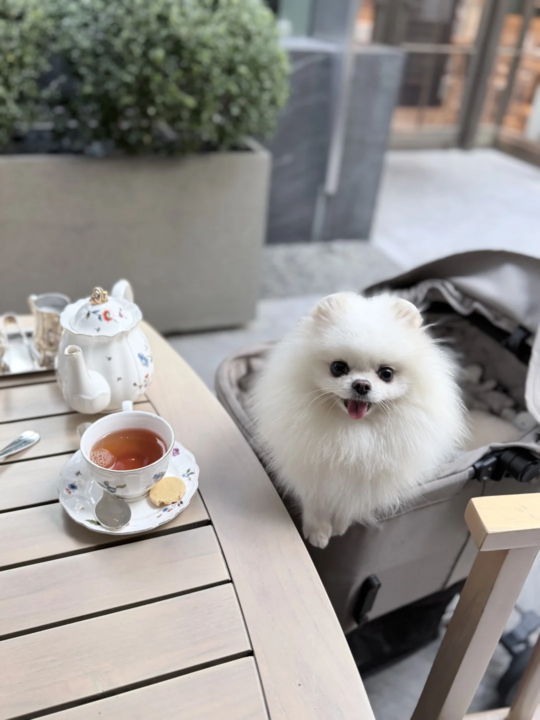 小狗下午茶☕️
