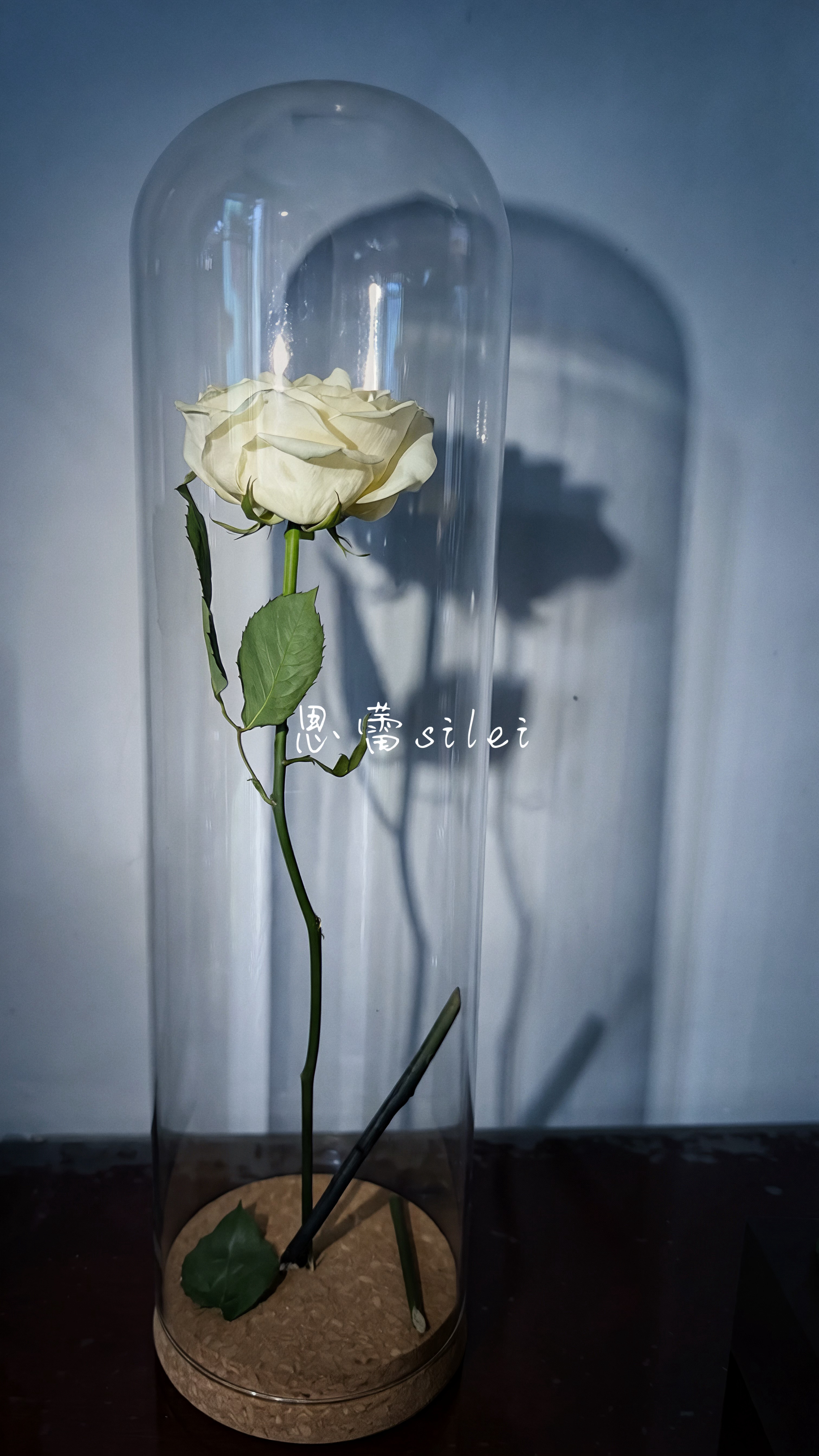 张云雷 你送我的第二朵🌹花花也永生啦✅明显比第一次有经验！这个玻璃瓶跟它好配啊