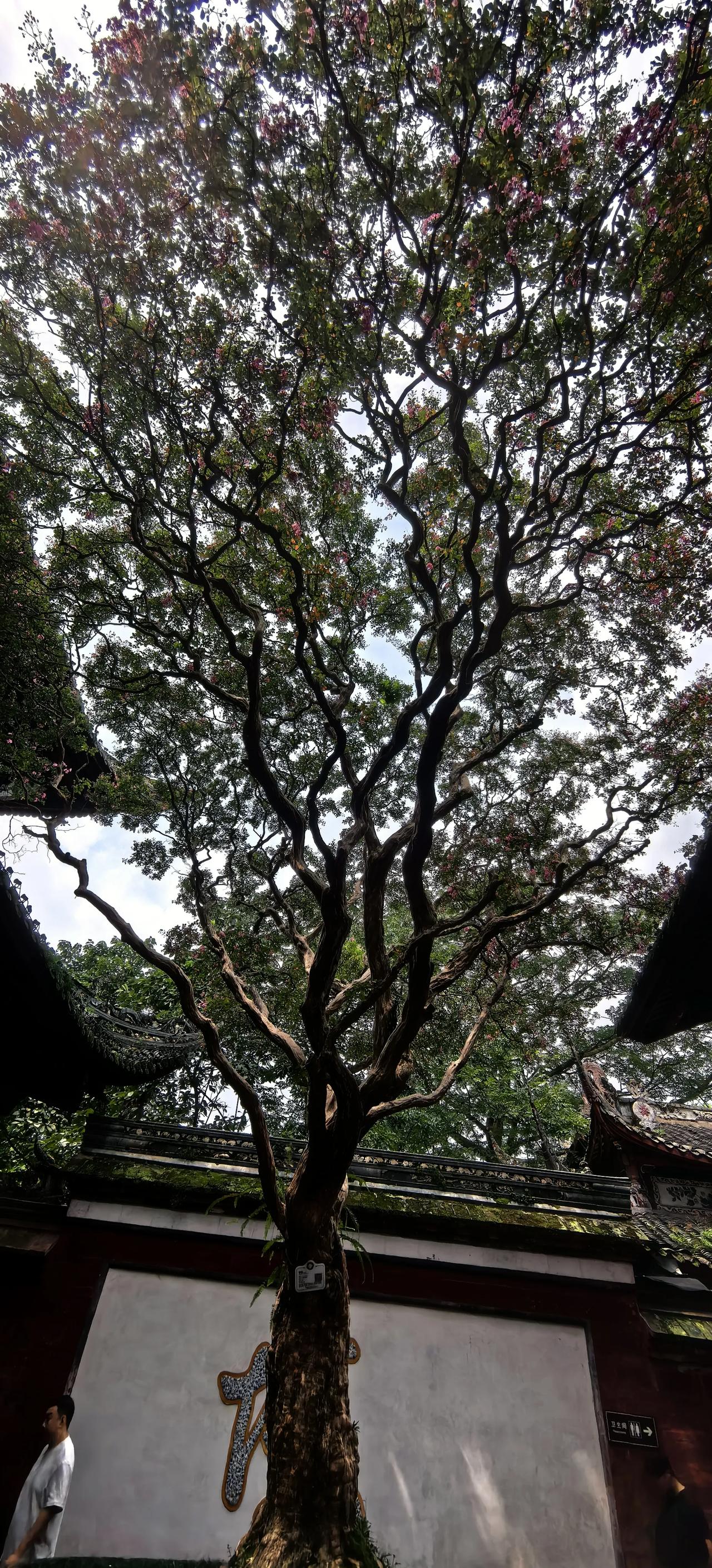 访都江堰
石填鱼嘴岷江分，
水入宝瓶沙砾沉。
旱涝无忧天府定，
李君才业可通神。