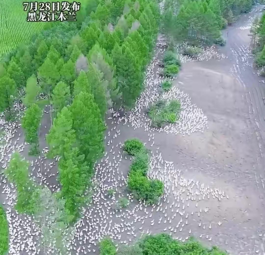 黑龙江，一男子嫌打工挣钱慢，于是承包林地一次养下13万只大鹅，按每只150元计算