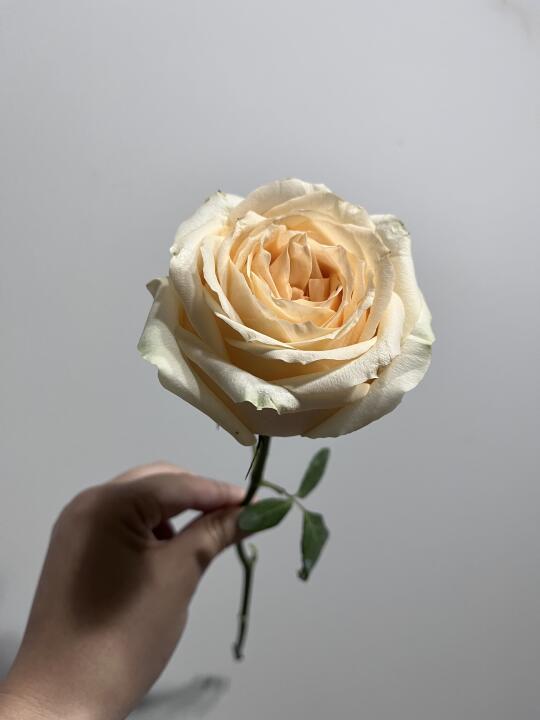 一朵鲜切花不会无缘无故开一个多月