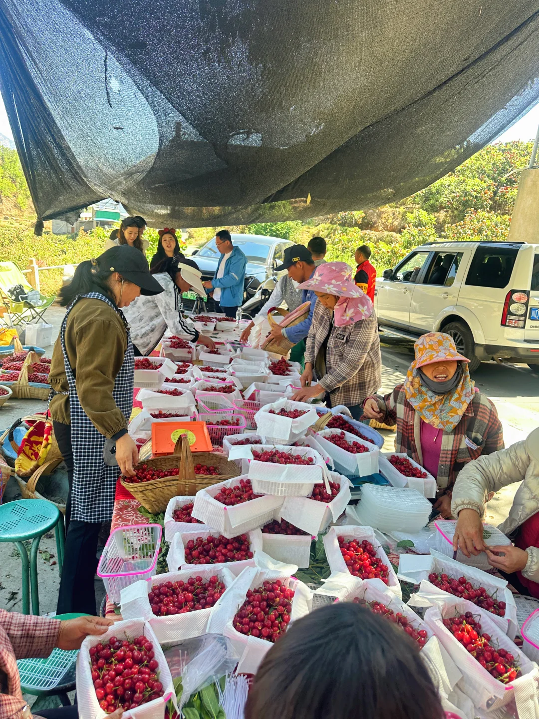 感谢让村里的土樱桃走出了大山🙏