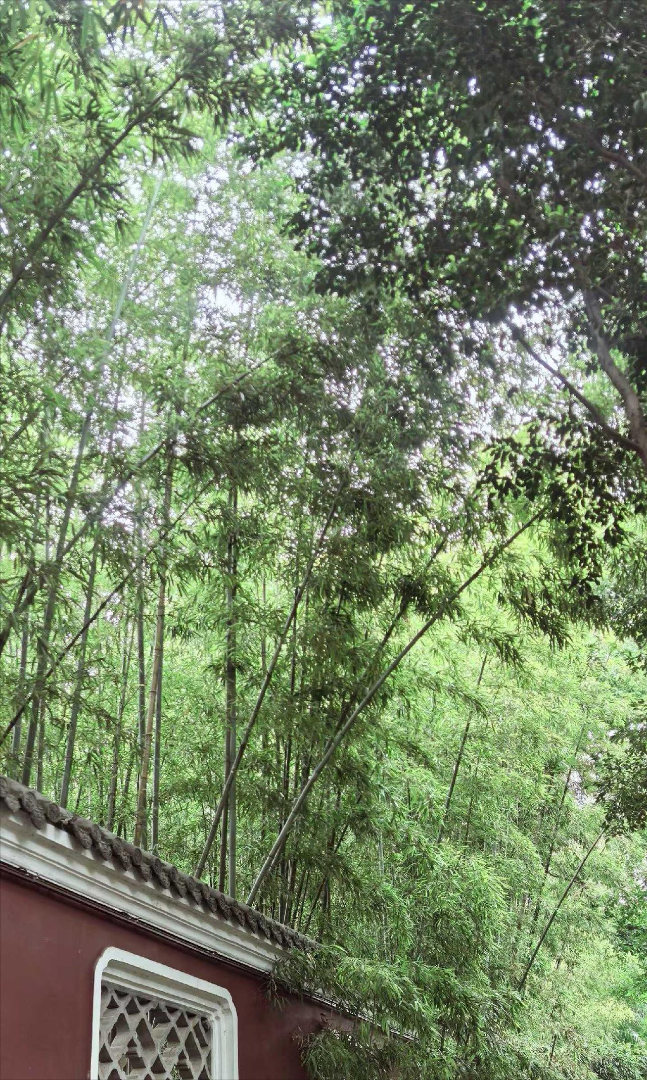 成都人把日子过成诗，秘密就藏在竹林里。走进望江楼公园的竹林，“余处幽篁兮终不见天