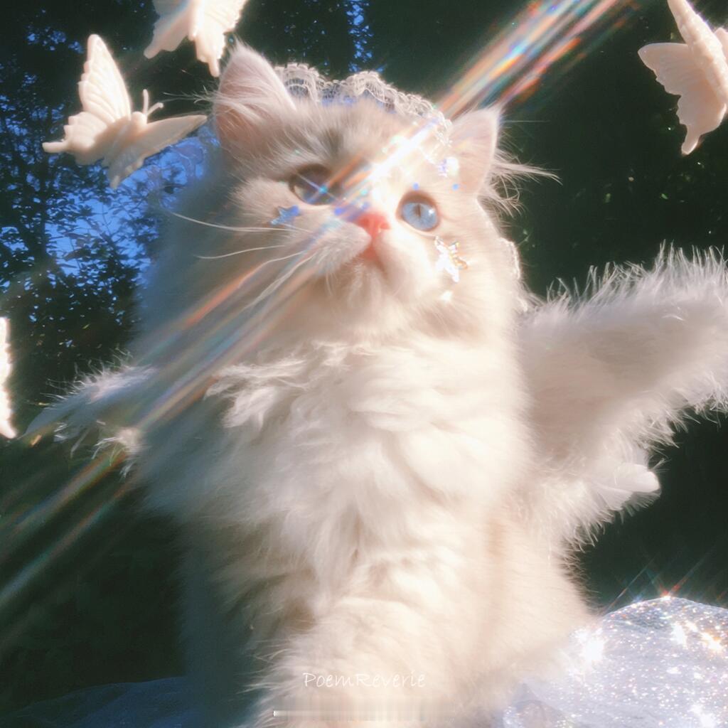 头像 天使猫猫降临 ​​​