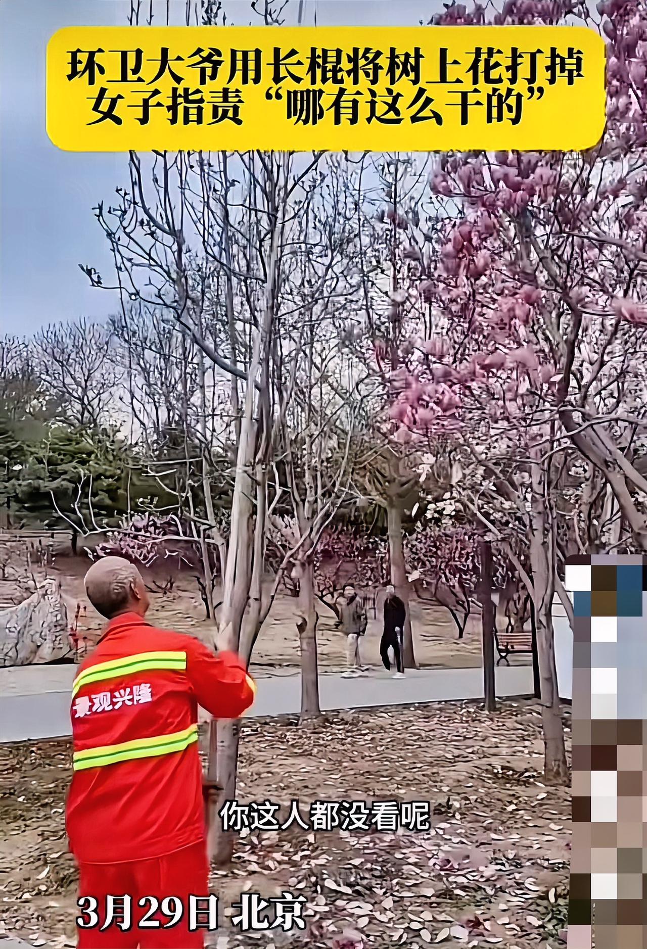 环卫大爷用长棍打落树上的花，被女子指责“哪有这么干的”，这事发生在北京兴隆郊野公