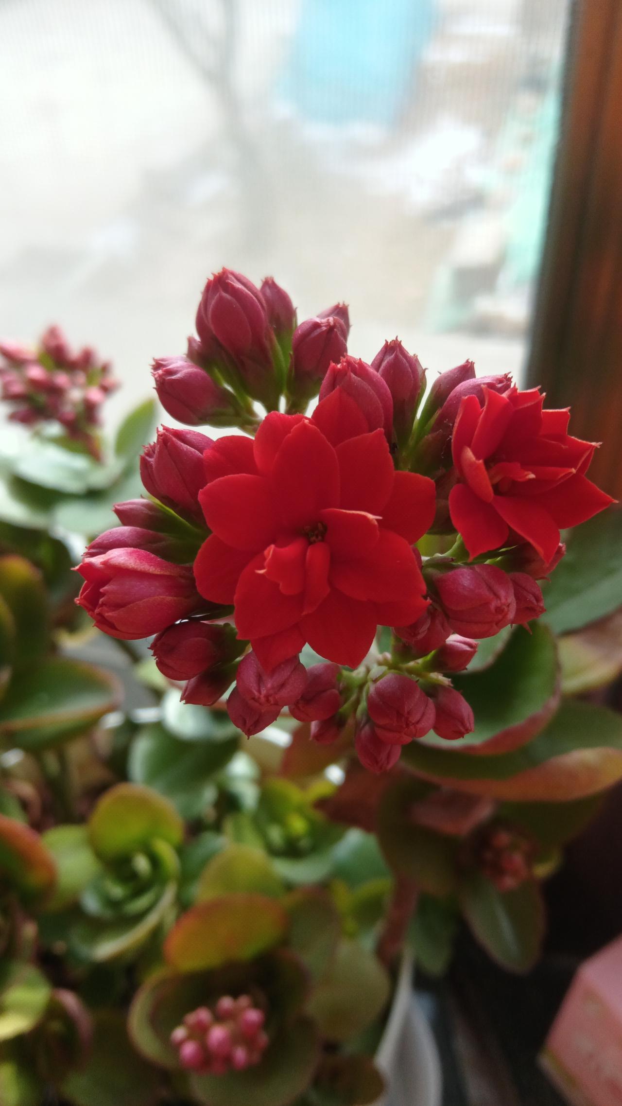 窗台上的红色花朵，生机勃勃，温暖了整个冬天。🌸🌞