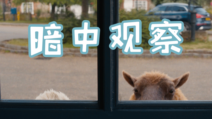 金刚狼给羊打工《绵羊侦探团》这样的作品看着就很解压，毕竟面对一群如此可爱的咩咩来