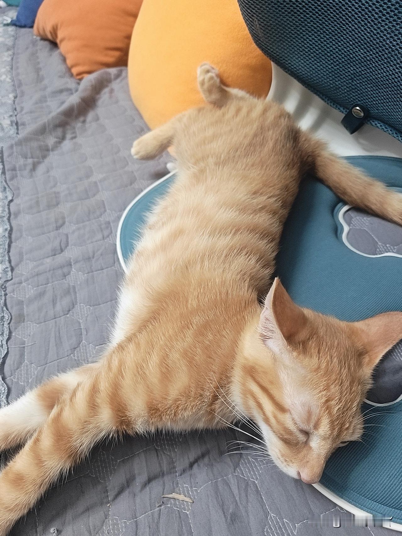 你家的猫也很可爱吗?