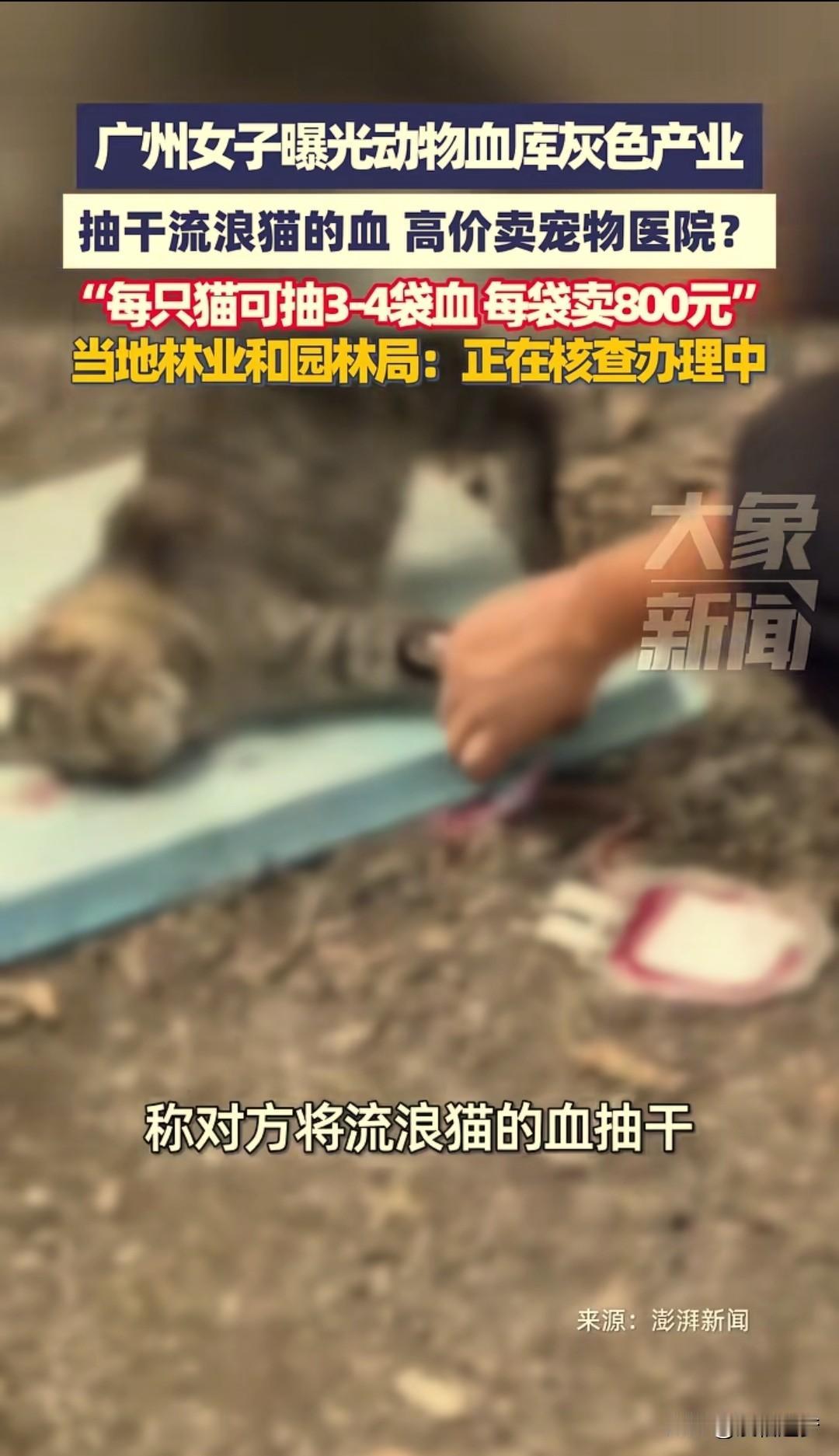 “太坏了！”广州，一女博主因自家小猫生病需要输血，花800元输了一袋后，仅几个小