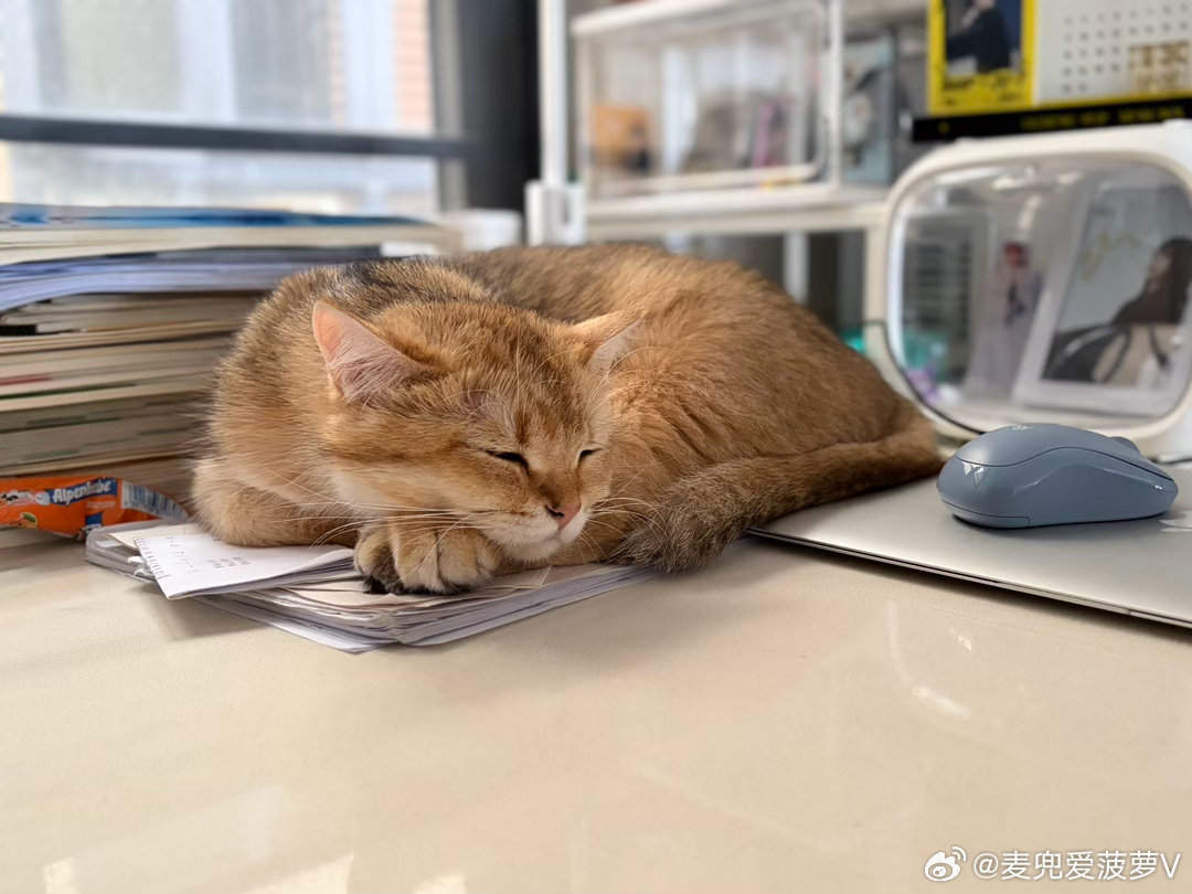 爱学习的喵喜欢睡书桌 