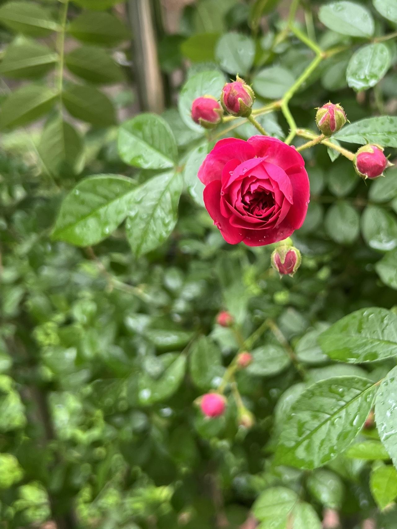 谁有花草照片，可以晒下吗