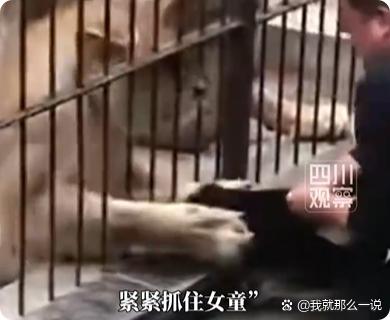 近日，一小女孩喂食被狮子隔栏抓腿，男子拼命拽人28秒“狮口逃生”。工作人员：饲养