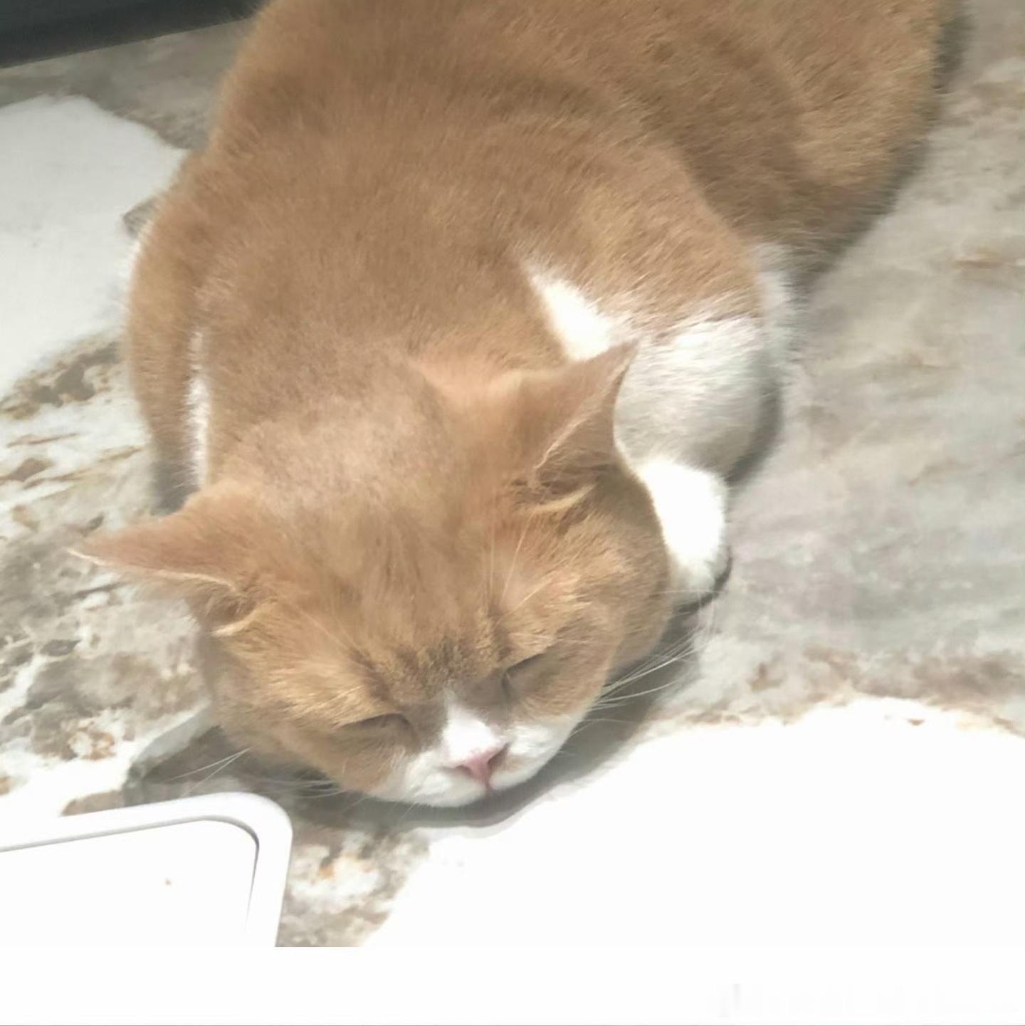 两只猪咪 