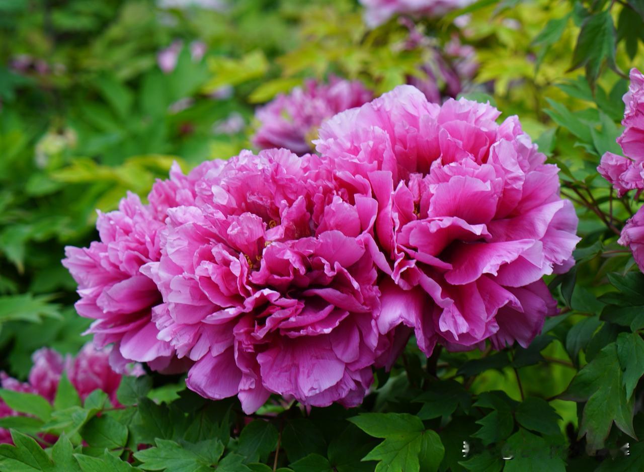 牡丹的花期是什么时候?应该是3月下旬到4月底吧，大概一个半月时间，花期也是可以控