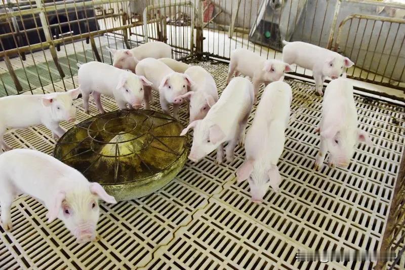 生猪价格为何下跌 2025年11月生猪价格下跌，是多因素“合力”的结果。供应端堪