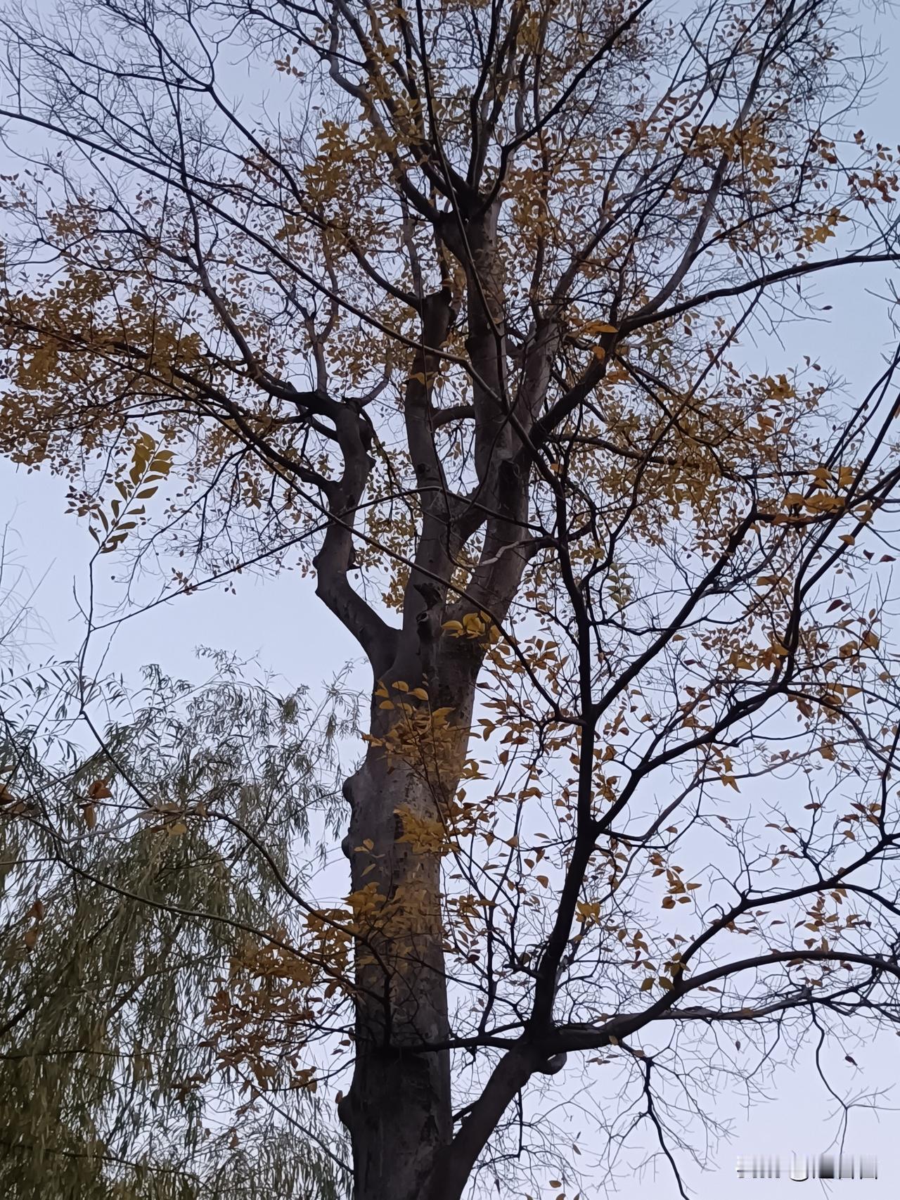 三九四九凌上走，是冬最冷的时段，今晨我感受到了冬令冷之美：冬骨
霜天横空，寒侵肌