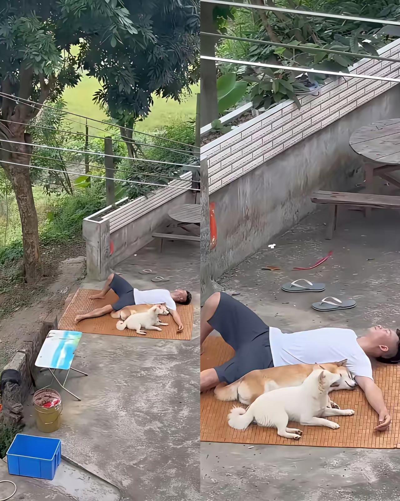 谁懂啊，忙累的时候真的会忍不住羡慕家里的小狗。
      大哥躺在地上乘凉，浑