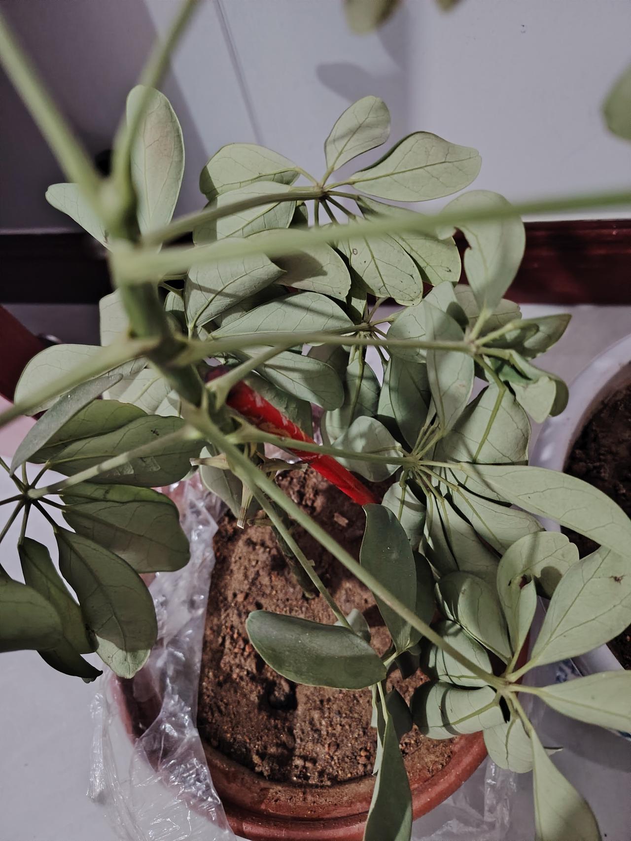 晒图笔记大赛 “绿植映窗纱，红果点枝头”，这画面简直美到心坎里。就像北京秋天的那