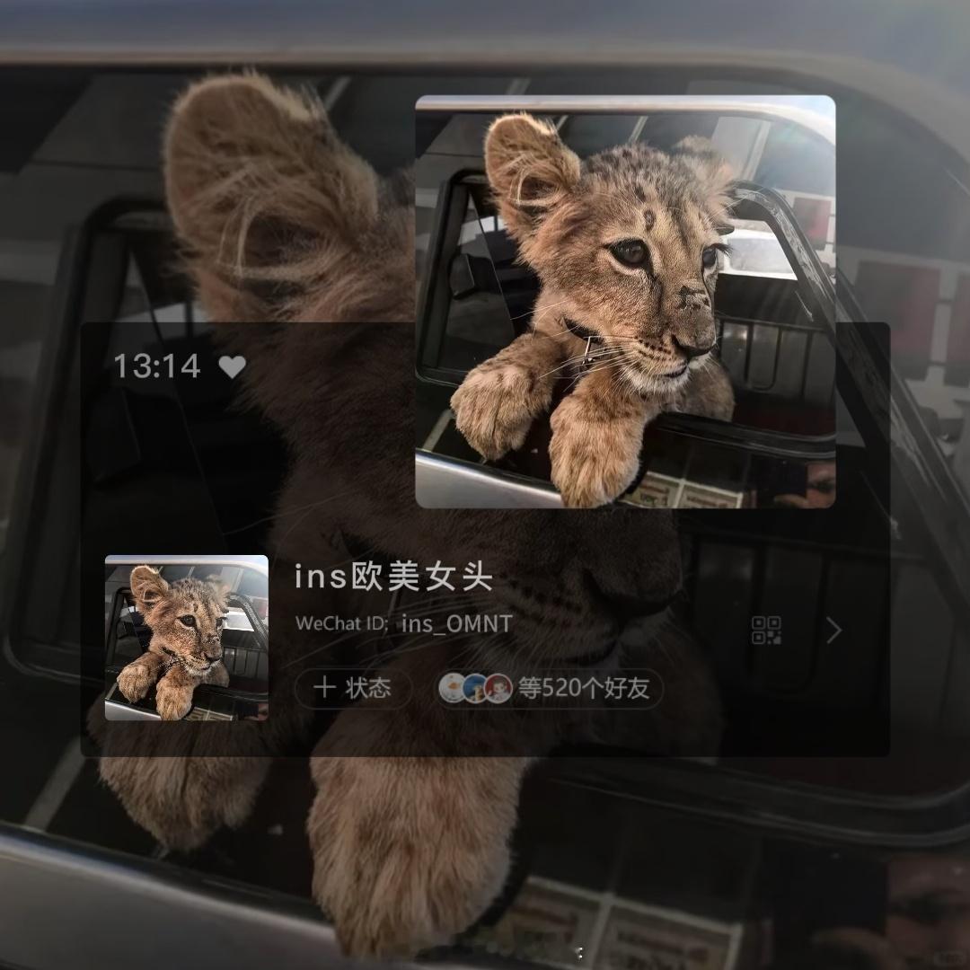 金钱豹头像 ​​​