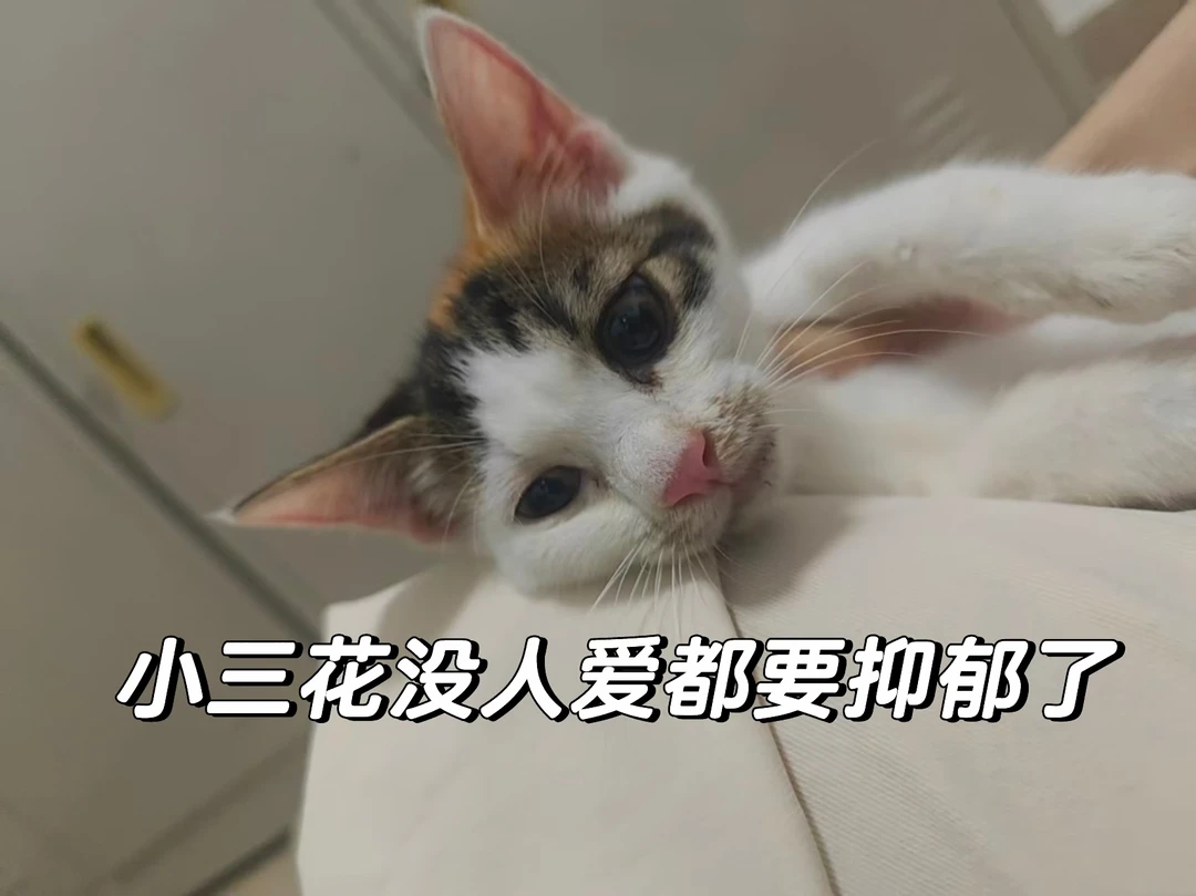 广州小三花猫找领养