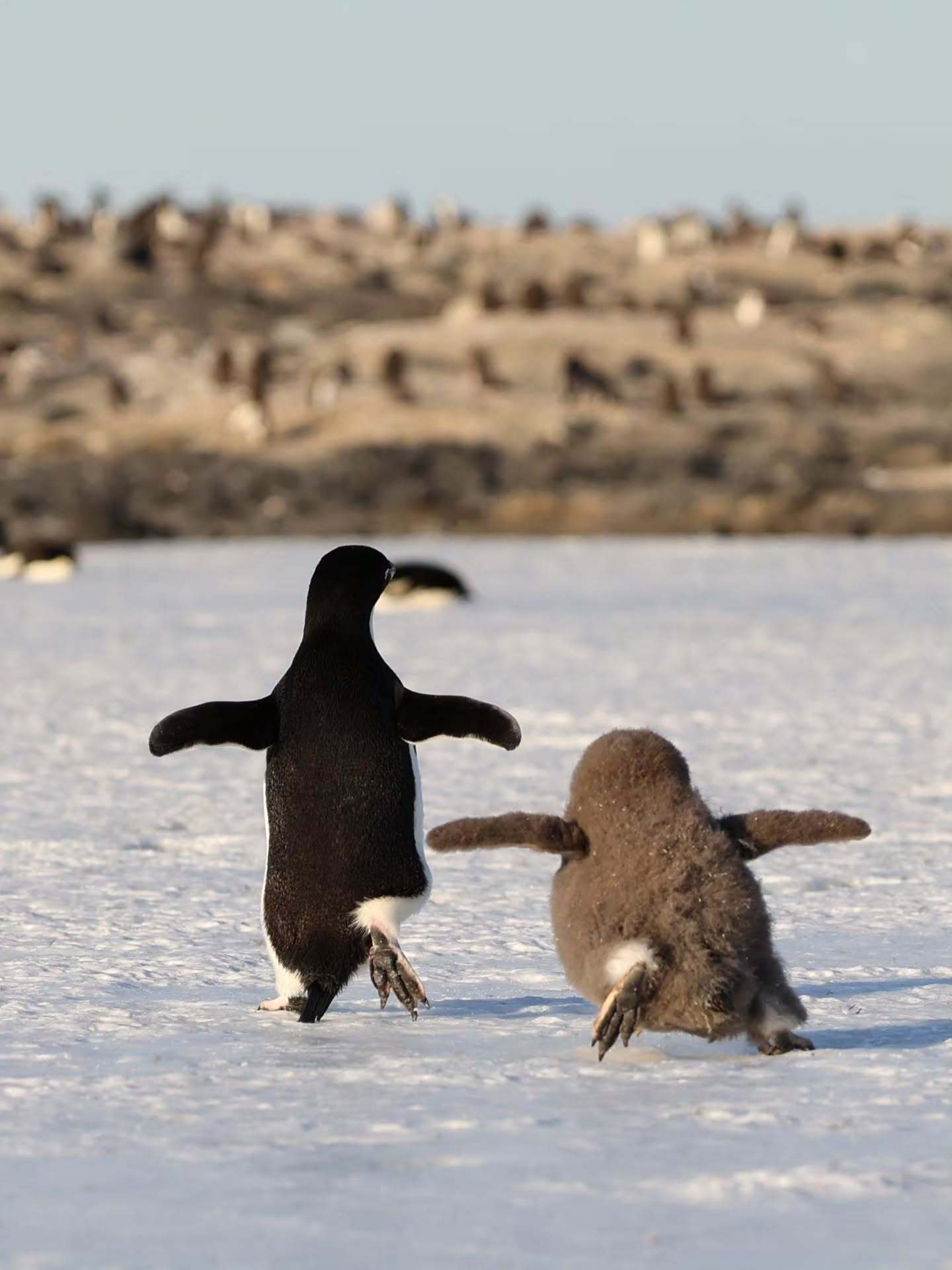🐧meme