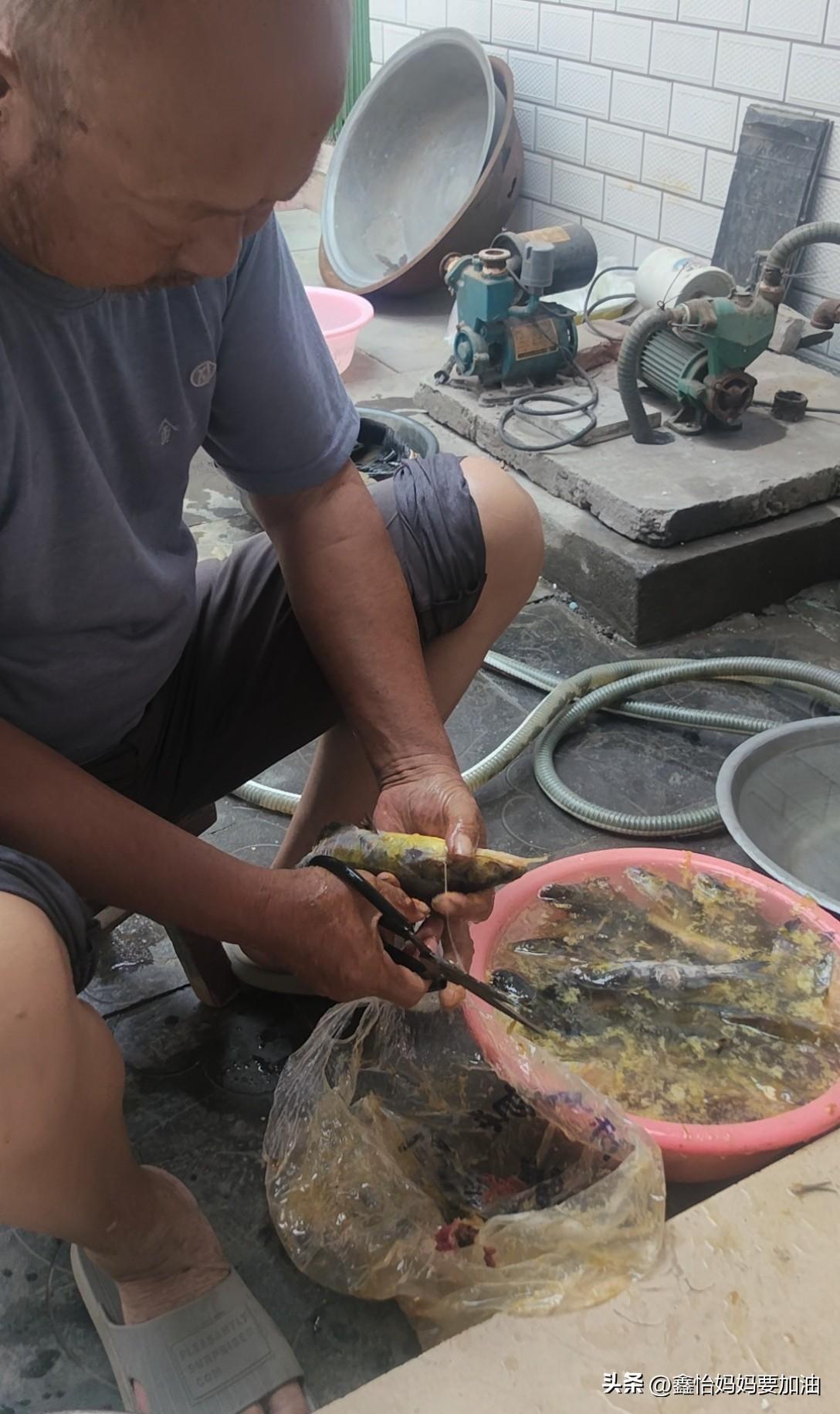 今天是小暑，公公给做鱼吃，这鱼是昨天好心人给寄的，谢谢这位好心人。
天太热，啥也